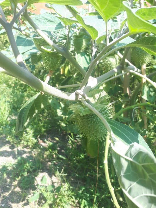 poisonous Datura fruit
