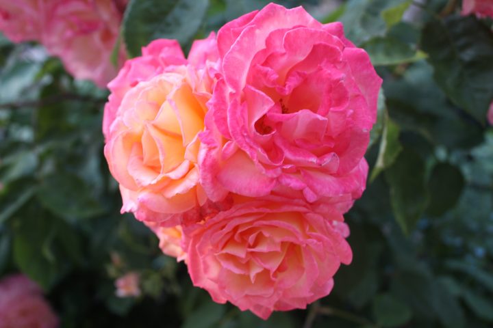 Wall Street rose in a private Venetian garden facing the Grand Canal