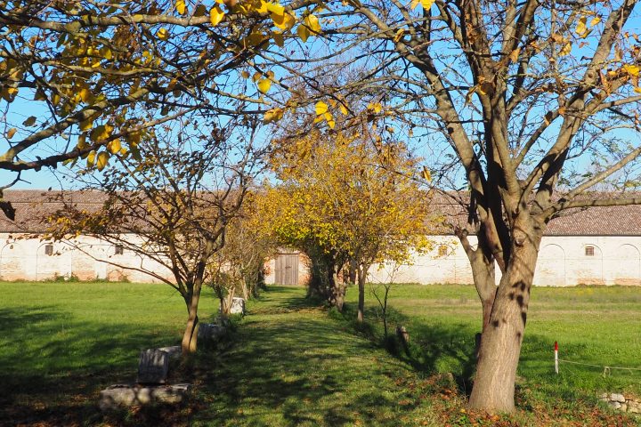 mulberry trees in November 2020