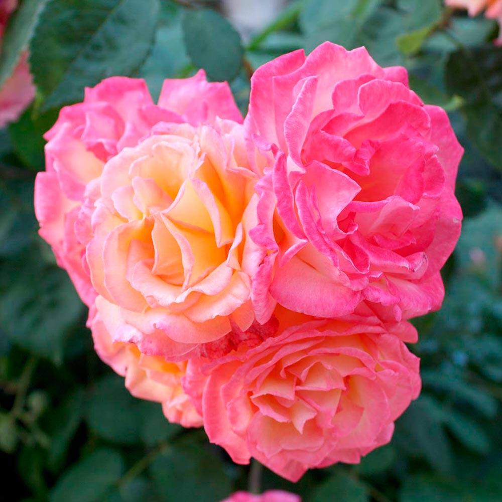 rose-square