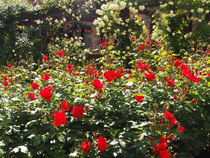 der versteckte Rosengarten