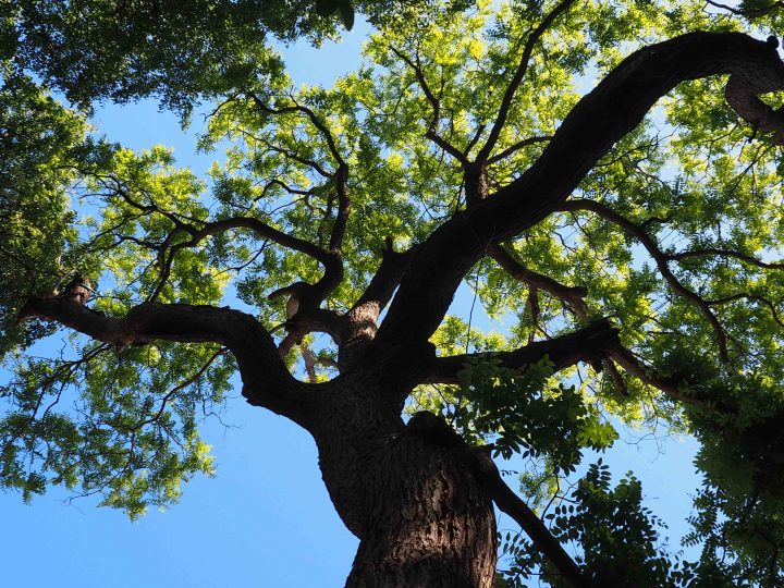 japanischer Schnurbaum